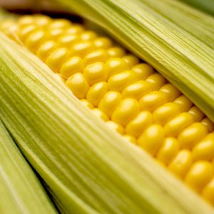 Corn Toy Fill