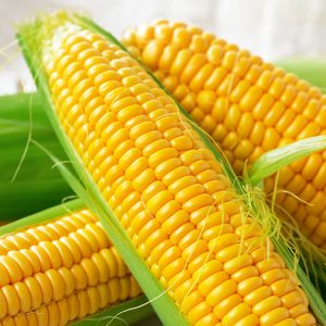 The Big Green Corn Pillow